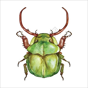 绿色水彩色甲虫 水彩色矢量插图以白为焦土宏观拉丝翅膀昆虫绘画野生动物艺术团体水彩白色背景图片