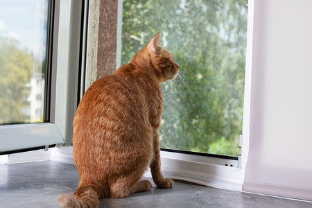 红猫坐在窗台上看窗外哺乳动物爪子姿势动物生物橙子宠物毛皮柔软度虎斑背景图片