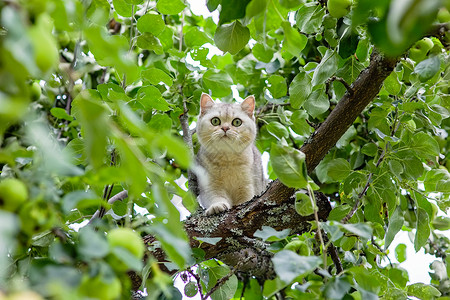 猫喝醉酒了一只白猫看着花园里苹果树的叶子 绿苹果就挂在附近了背景