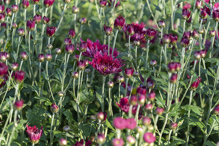 菊花背景 紧贴的鲜花植物群植物学绿色粉色季节花园植物植被自然背景图片