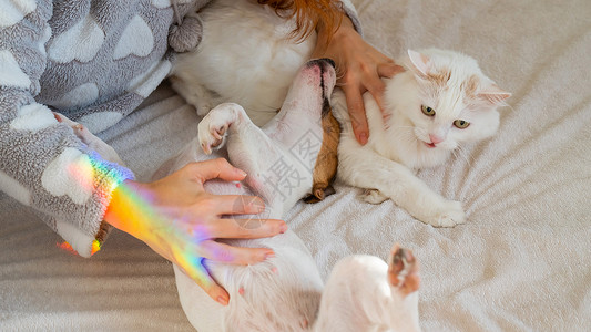 拖着彩虹猫白人女人拿着白毛猫和杰克罗素泰瑞尔狗躺在床上 红发女孩抱宠物房子棱镜尾巴朋友们女性拥抱动物卧室毯子感情背景