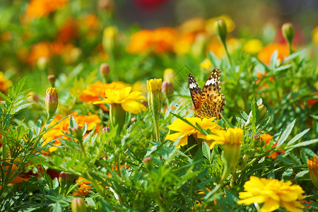 美金和蝴蝶植物翅膀橙子背景图片
