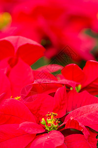 比索黄色叶子红色植物植物科背景图片