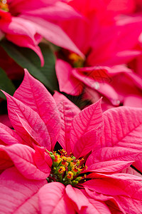 比索一品粉色植物科叶子植物黄色背景图片