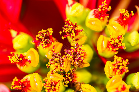 比索植物植物科红色黄色叶子背景图片
