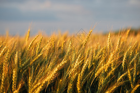小麦耳朵在领域的麦子耳朵 食物背景 麦穗在地里成熟了 麦田 农业 农业背景 生态清洁食品 食品安全面包风景太阳草地大麦季节植物金子晴天培背景