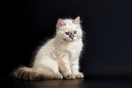 可爱的小猫咪 闪亮的蓝眼睛 黑色背景 小毛绒小猫捕食者毛皮蓝色白发眼睛猫科动物动物舞会友谊尾巴背景图片