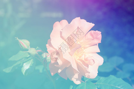 蓝光中精细的粉红玫瑰花朵背景图片