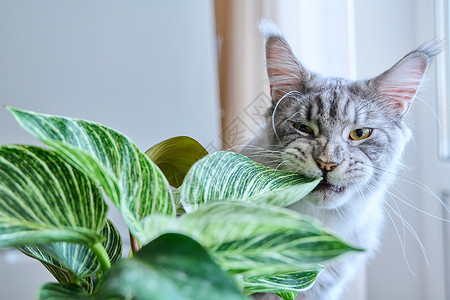 缅因浣熊特写猫闻猫嗅猫咬绿屋种植家庭哺乳动物猫科动物房子花园宠物鼻子生命植物植物学背景