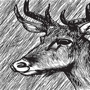 芬兰驯鹿驯鹿肖像 特写 矢量图 北方的野生动物 在风景的鹿头升华公园树木场景山脉哺乳动物荒野松树天空插图插画