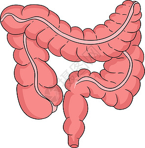 手掰肠人类解剖肠矢量有彩色 卡通图标 手画内部设计图片