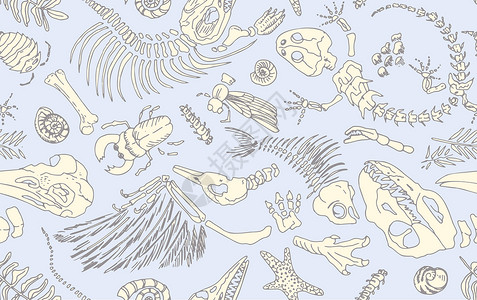 动物骨骼单线等深线印有史前动物 昆虫和植物的骨架 没有缝合型式的实际手画艺术 矢量插图插画