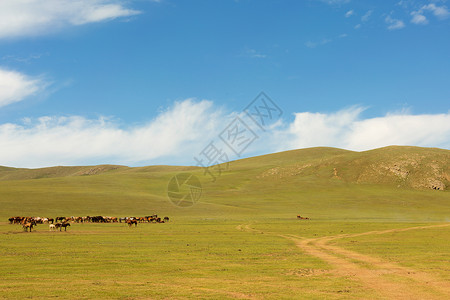 马群在草原的牧草中草地荒野山脉团体绿色旅行鬃毛野生动物场地动物背景图片