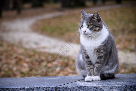 抽像摄影这只猫看着旁边 坐在绿草坪上 长得像太阳草地动物猫科动物宠物摄影小猫公园荒野哺乳动物背景