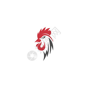 Rooster标志图标设计红色动物家禽农场食物羽毛绘画吉祥物母鸡插图背景图片