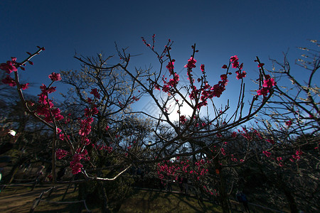 梅花形象白梅粉色植物梅园木头花瓣公园蓝天晴天李子背景图片