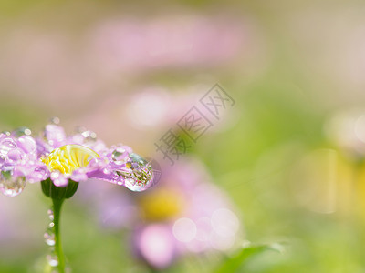 小粉红色花朵 紧贴着雨滴 绿背景为空间植物阳光场地花束草地花园植物群花瓣叶子公园背景图片