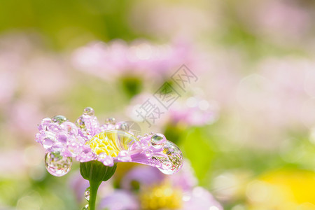 小粉红色花朵 紧贴着雨滴 绿背景为空间花瓣宏观草地花园花束阳光叶子场地植物群公园背景图片