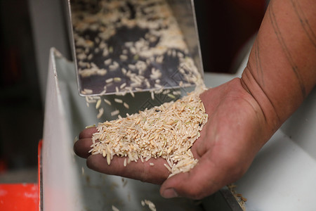 工厂机器 近距离挤米饭金属粮食谷物机械植物收成种子文化碾米工作背景