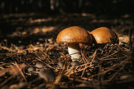 年轻的滑滑的杰克菲吉 苏利勒斯卢特乌斯 秋天森林背景 有松针 近视蘑菇生长叶子美食食物团体食用菌季节荒野收成背景图片