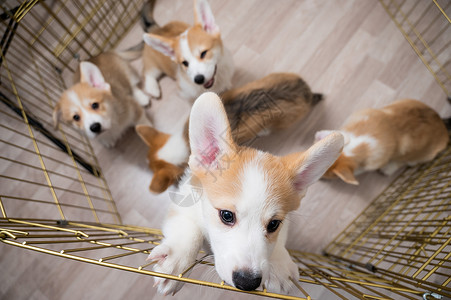 赛铁犬可爱的朋友们高清图片