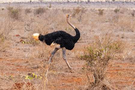 罗特里希马赛鸵鸟肯尼亚高清图片