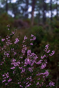 紫色花朵植物树在森林中温柔的粉红色花朵背景