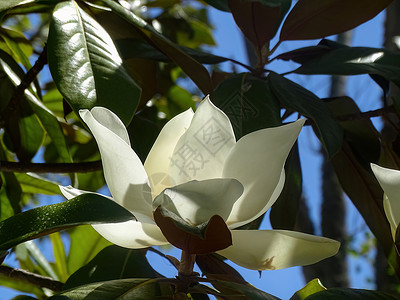 广玉兰树枝上一朵巨大的白木兰花植物学宏观树叶白色叶子植物群花园植物大花花瓣背景