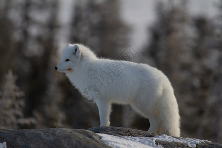 可爱的北极狐白冬大衣中的北极狐狐或背景有树木 展望未来背景