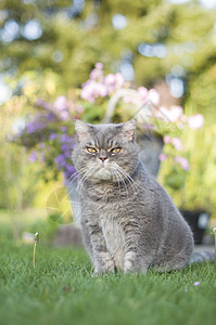 美丽的灰色英国猫坐在绿草坪上 长得英明高清图片