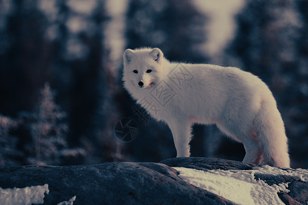 哈德逊湾狼北极狐或身着白冬大衣 背景有树木 观看照相机旅行木头哺乳动物耳朵岩石毛皮荒野食肉动物野生动物背景