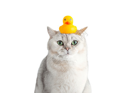 滑稽的白猫头顶着一只黄色橡皮鸭坐在他头上高清图片