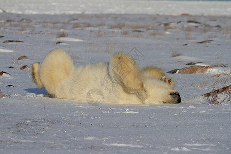 滚去背单词一只北极熊在雪中滚动 空中有双腿 地上有雪海洋晴天打印林线白熊荒野海事哺乳动物捕食者濒危背景