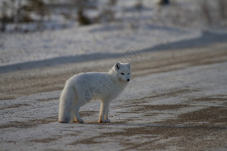 可爱的北极狐北极狐或站在马尼托巴省丘吉尔附近一条碎石路旁苔原树木狐狸雪狐碎石毛皮哺乳动物针叶林岩石耳朵背景