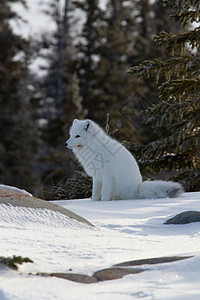 雪地上雪狐北极狐或在雪地上为下一次狩猎做好准备背景