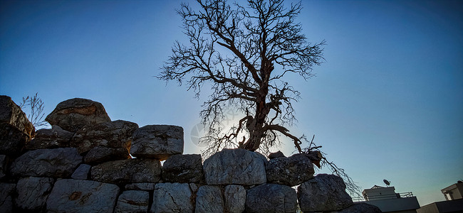 天空背景的树枝 石头上的树硅图 下载图像;高清图片