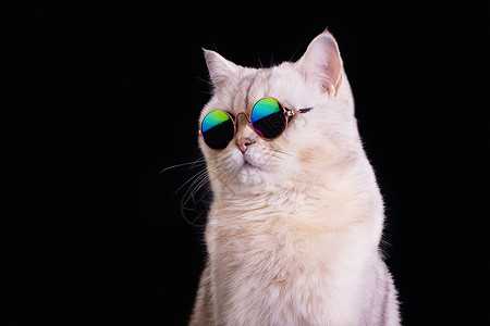 黑桃A可爱的英国白猫在黑色背景上戴蓝墨镜背景