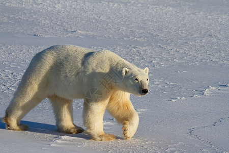 行走在雪线加拿大马尼托巴州丘吉尔附近的阳光明媚的一天 北极熊或乌苏斯海洋山在雪上行走食肉海事海熊荒野野生动物濒危动物晴天海洋白熊背景