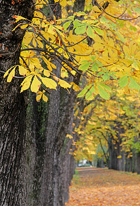 黄叶树状公路的秋天景象车道牧歌大街街道旅游公园落叶树叶叶子农村背景图片