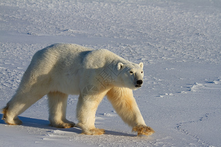 行走在雪线加拿大马尼托巴州丘吉尔附近的阳光明媚的一天 北极熊或乌苏斯海洋山在雪上行走动物晴天濒危食肉林线海事捕食者荒野白熊脚印背景