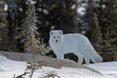 北极狐或身着白冬大衣 前额有小树 前景看镜头高清图片