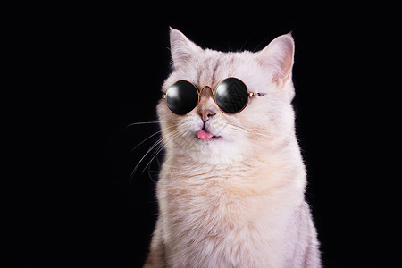 黑桃A蓝色太阳镜中白猫的滑稽肖像 露出舌头背景