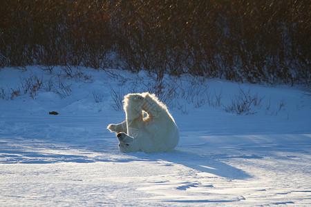 滚去背单词一只北极熊在雪中滚动 空中有双腿 地上有雪食肉白熊晴天海事哺乳动物打印动物捕食者海熊荒野背景