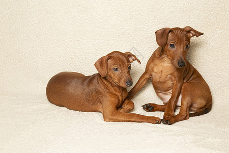 两只小狗坐在一边看 棕色的小狗在侧面背景图片