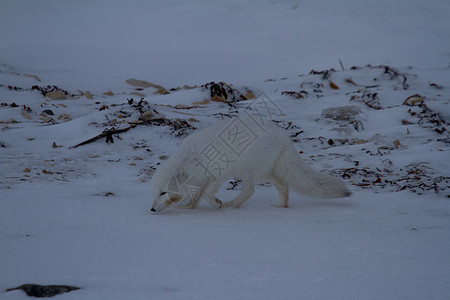 北极狐或在雪景中嗅探地面高清图片