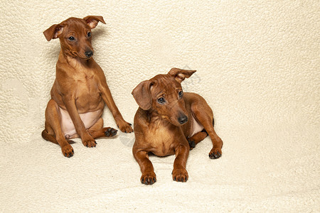 两只小狗坐在光毯上 躺在两只纯种的小狗身上背景图片