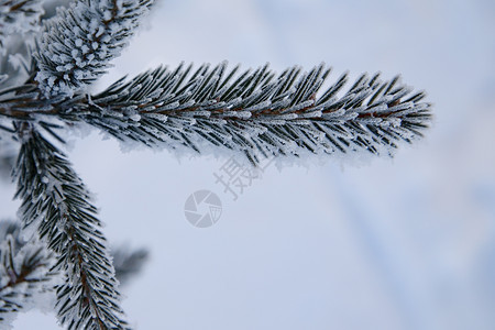 冰雪斯普鲁斯支部 冬天背景背景图片