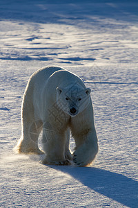 行走在雪线北极熊或在低光雪上行走大熊食肉脚印打印林线哺乳动物弱光动物白熊海事背景