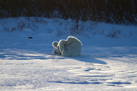 滚去背单词一只北极熊在雪中滚动 空中有双腿 地上有雪海事野生动物大熊荒野海洋濒危晴天动物食肉林线背景