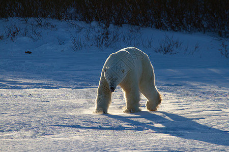 行走在雪线北极熊或在低光雪上行走曲目荒野林线白熊海熊脚印哺乳动物野生动物大熊弱光背景